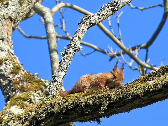 squirrel