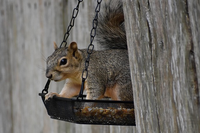 squirrel