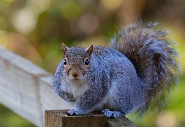 squirrel