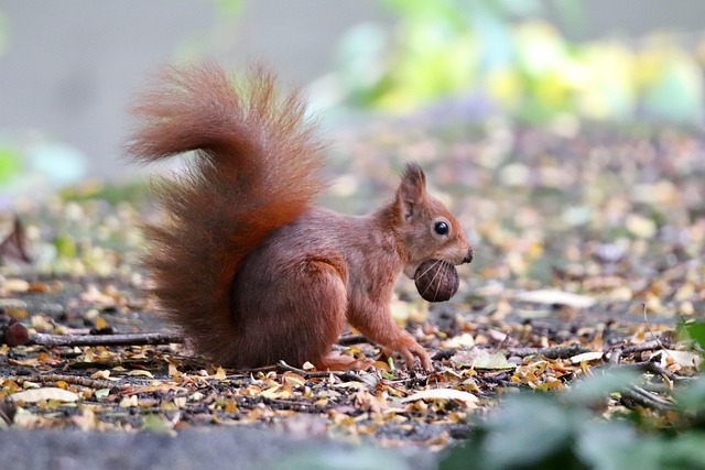 squirrel