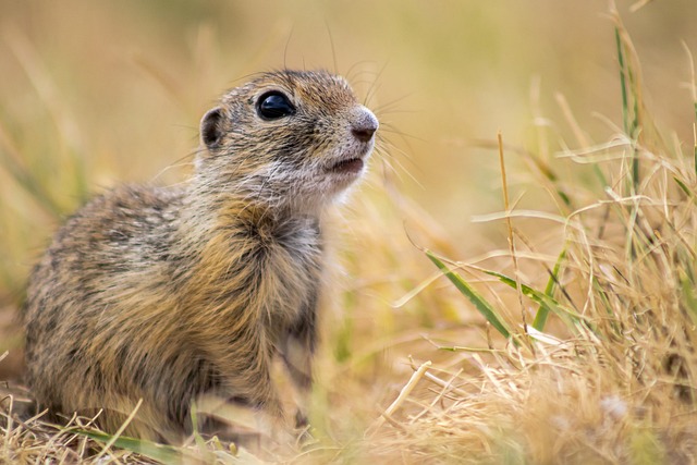 Squirrel Proof Bird Feeders London: Boost Bird Health with Enhanced Calcium Seeds