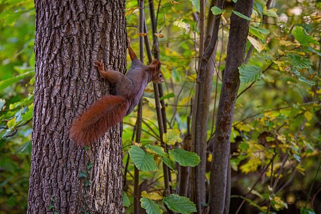 squirrel