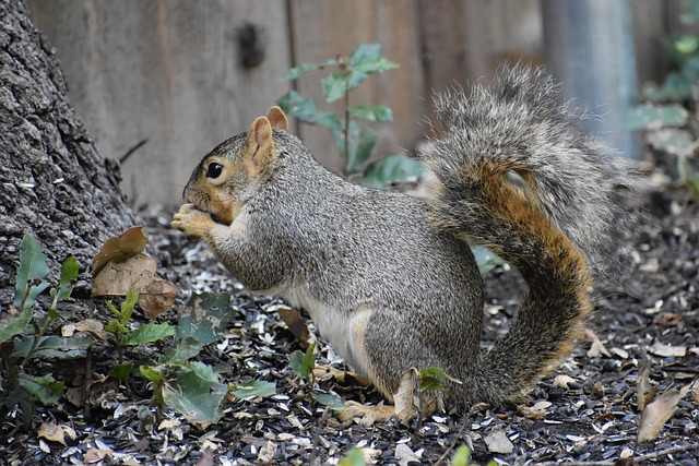 Squirrel-Proof Your Feeders: Top Leicester Picks for Uninterrupted Birdwatching