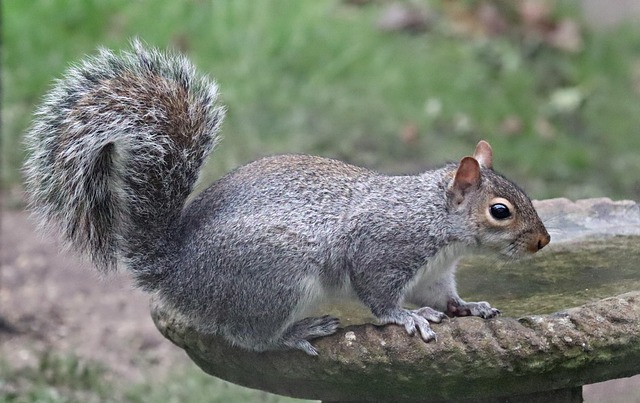 Squirrel Proof & Cost-Effective: London’s Top Bulk Bird Seed Mix with Free Delivery