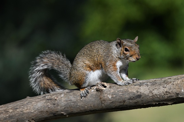 squirrel