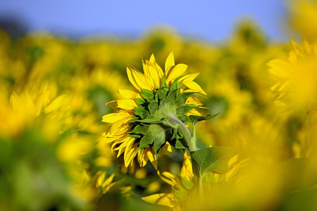 sunflower