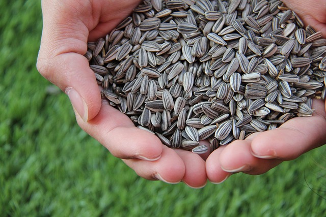 Feed Your Feathered Friends: Top-Quality Sunflower Hearts at London’s Best Price – 25kg Bulk Buy with Free Shipping!