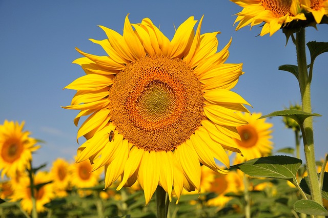 Transform Your Bird Feeder: Top-Quality Sunflower Seeds for Birmingham, Free Shipping!