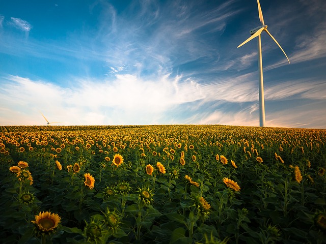 sunflower