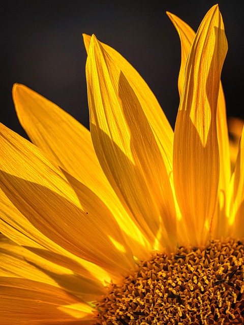 Natural Sunflower Treats: Save Money, Feed Your Birds Better – Leicester