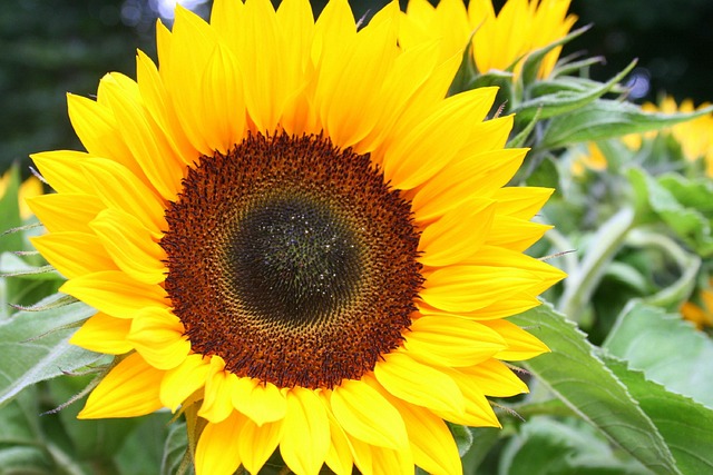 sunflower