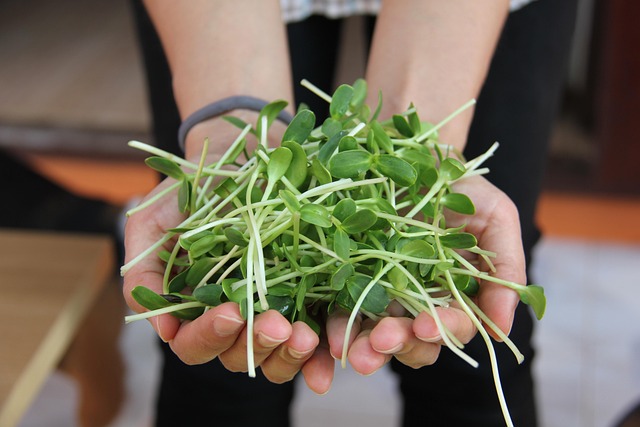 Save Money &amp; Keep Squirrels Away: Bulk Sunflower Hearts at Best Price in Bristol!