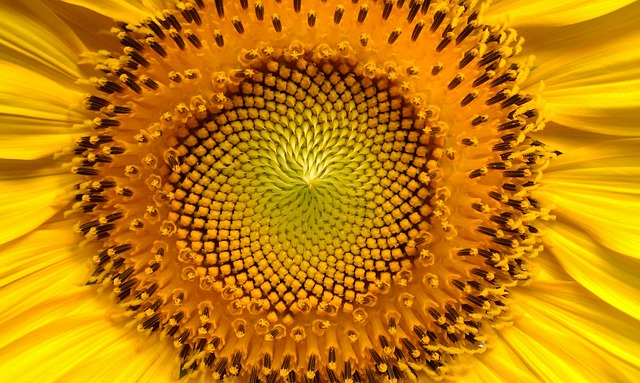 Squirrel-Proof Your Feedings: 25kg Sunflower Hearts at Best Prices in Cardiff