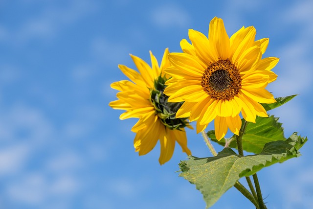 sunflower-640x480-4346208.jpeg