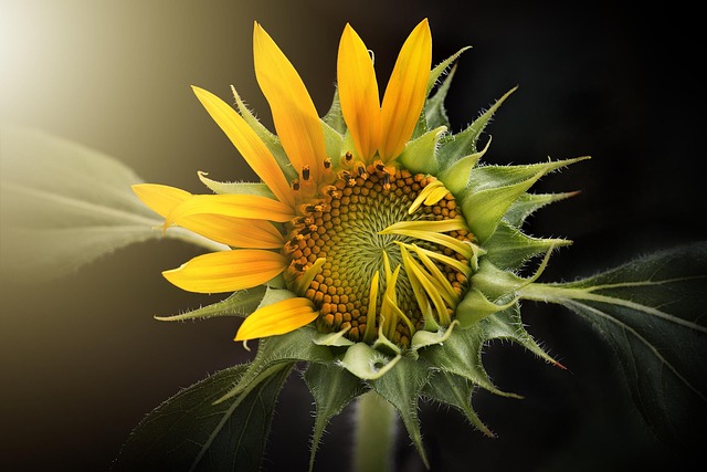🌻 Save Big! 25kg Sunflower Hearts - Top Quality for Sheffield Birds