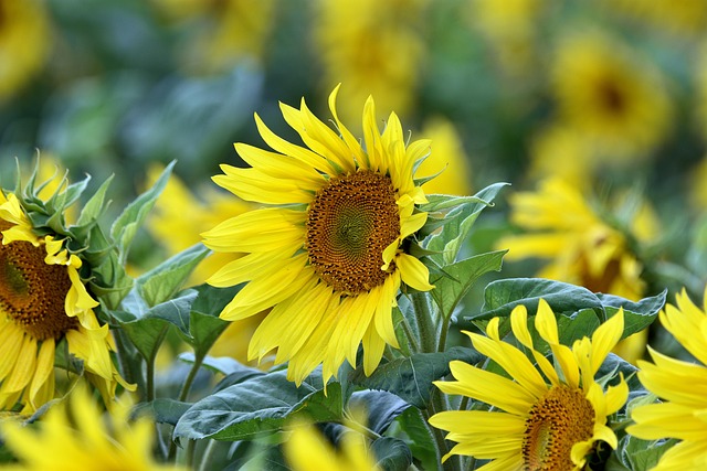 sunflower