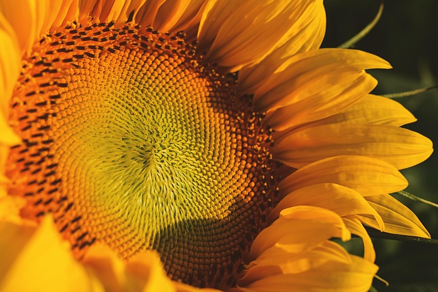 sunflower