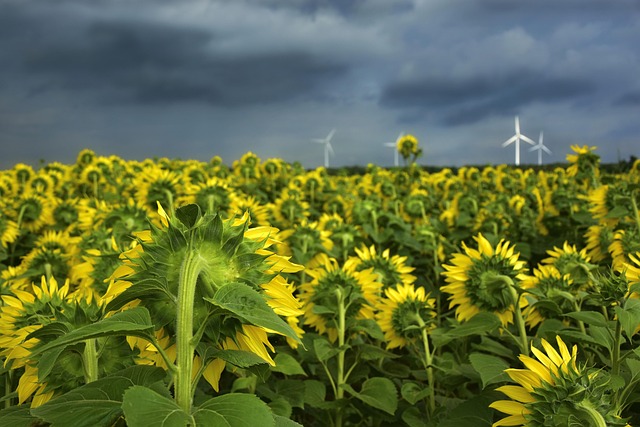 Squirrel-Proof Your Feed: Save Money with Sunflower Seeds in Cardiff