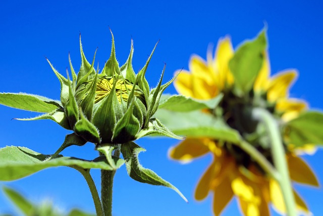 sunflower