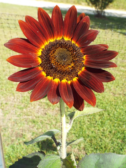 Feed Birds Without Squirrels: Durable &amp; Cost-Effective Sunflower Seed Feeder for Leeds