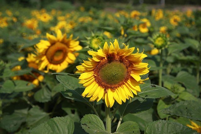 sunflower