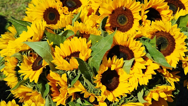 sunflower