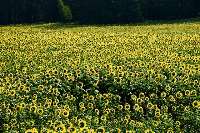 sunflower