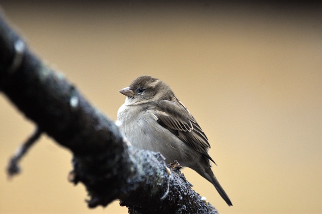 Wild Bird