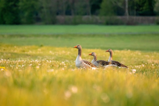 Bulk Peanuts for Birds Leicester: Save Big with Free Shipping & Top Quality!