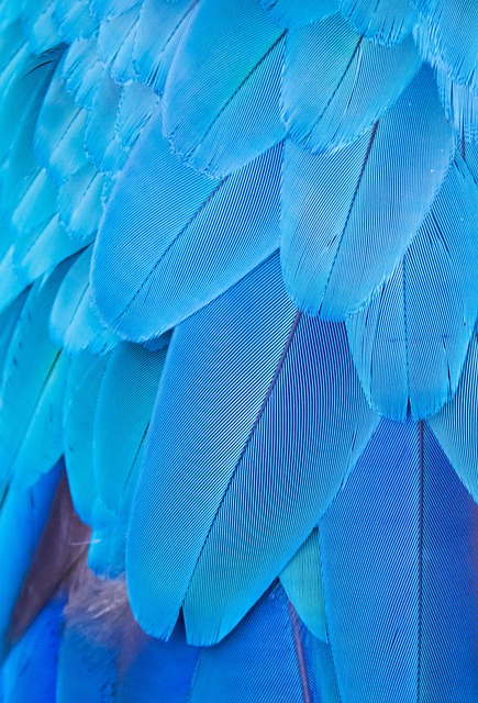 Wild Bird