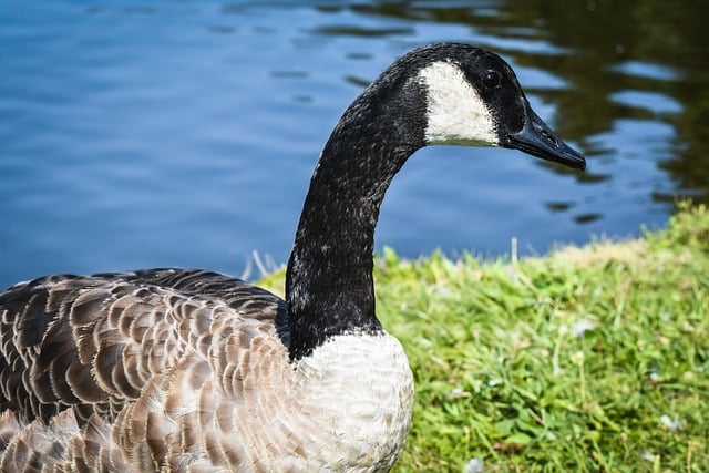 Wild Bird