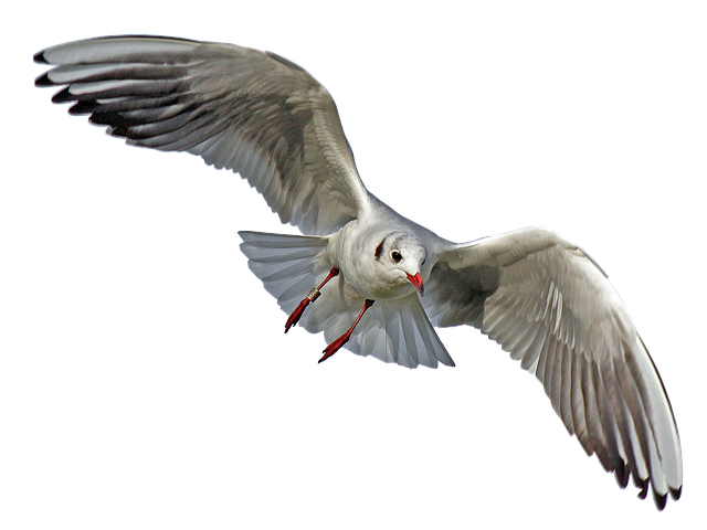 Wild Bird
