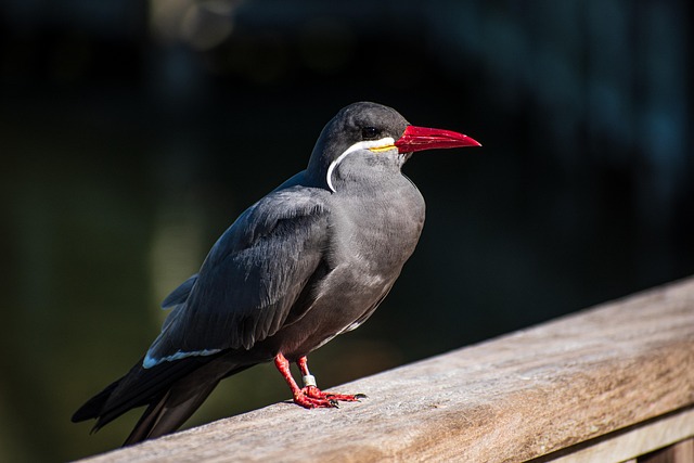 Wild Bird