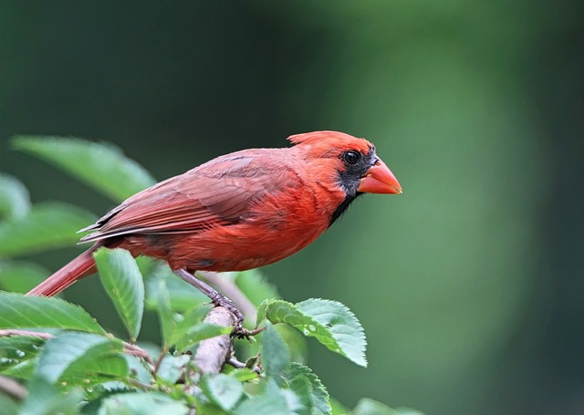 Wild Bird