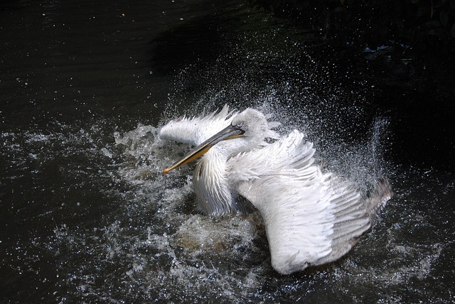Wild Bird