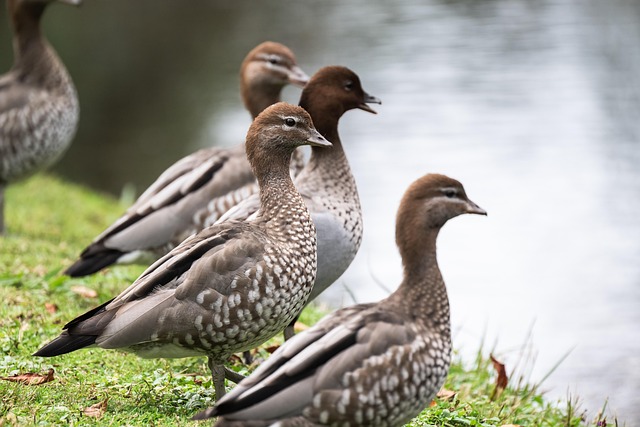 wild-bird-640x480-37307384.jpeg