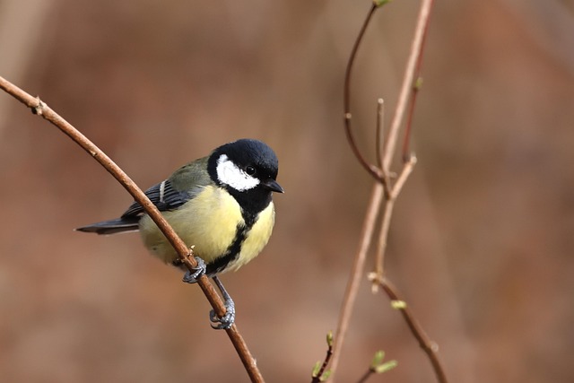 Wild Bird