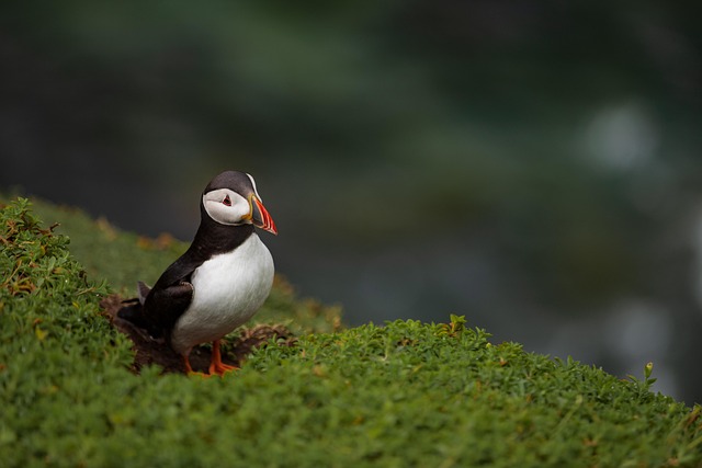 Wild Bird