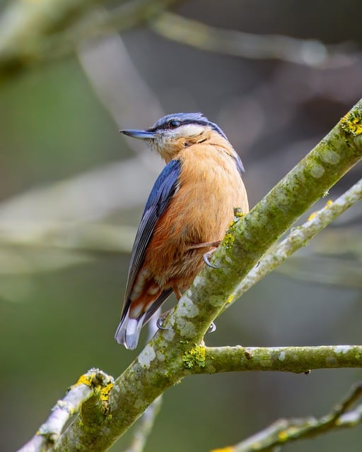 Wild Bird