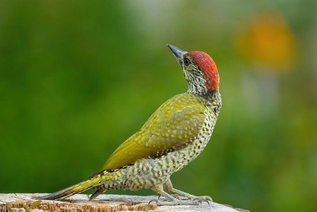 Wild Bird