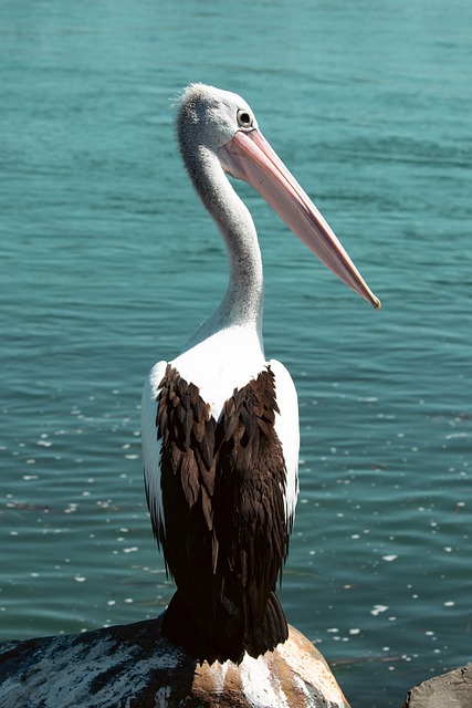Wild Bird