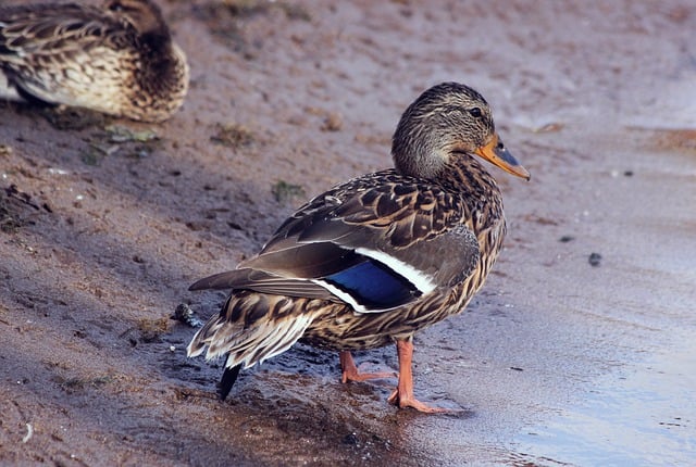 Wild Bird