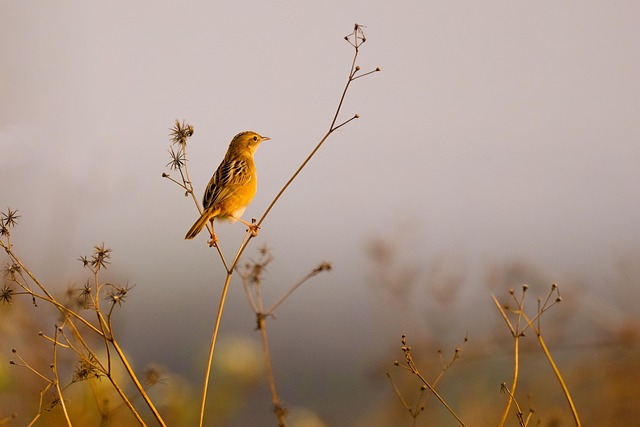 Wild Bird