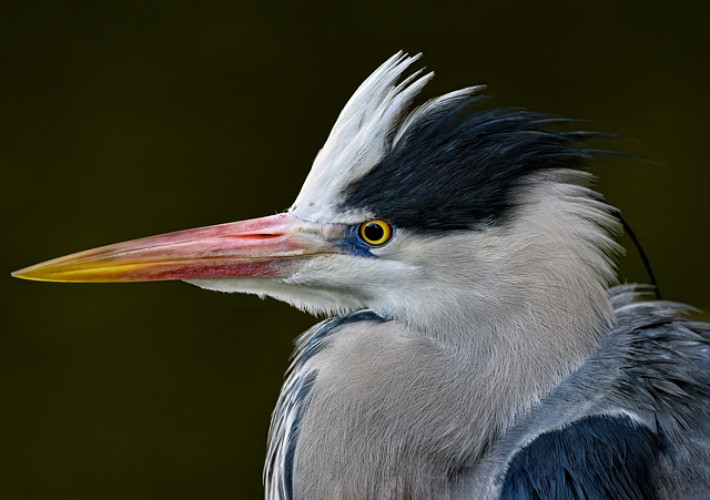 Bulk Wild Bird Seed Bradford: Save Money, Feed Your Feathered Friends Naturally!