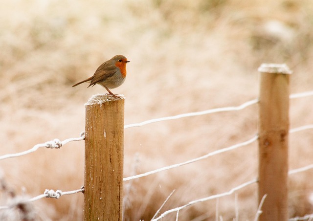 Wild Bird