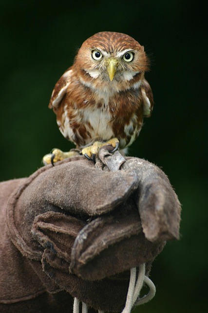Wild Bird