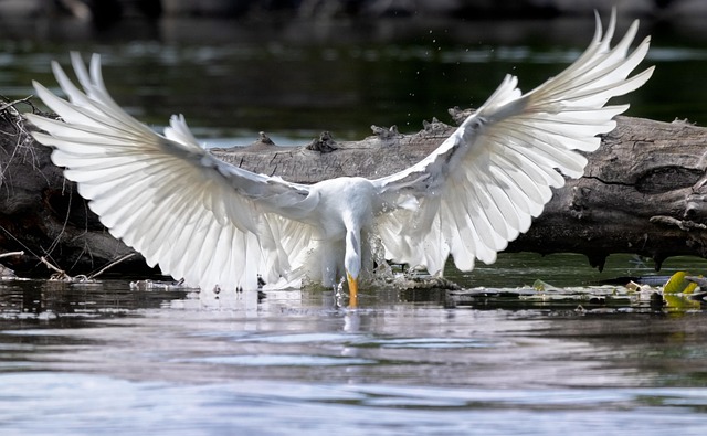 Wild Bird