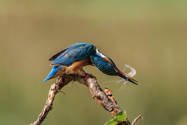 Wild Bird