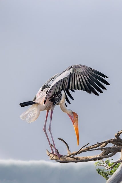 Wild Bird