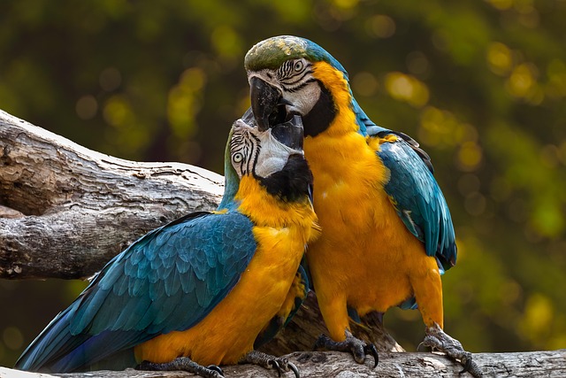 Wild Bird